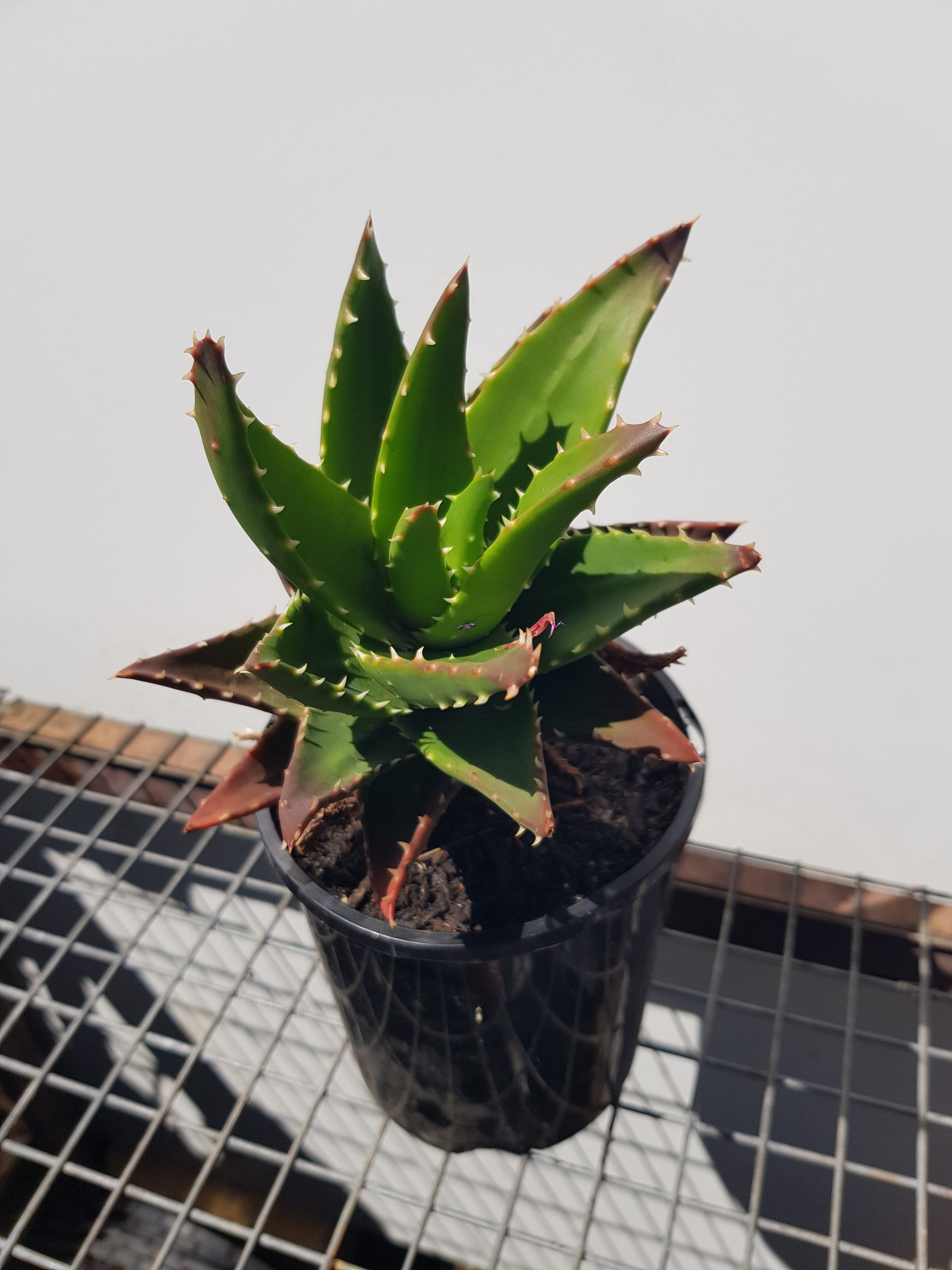 Aloe Brevifolia - One Red Hill